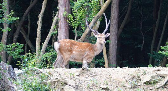 個体の捕獲・保管